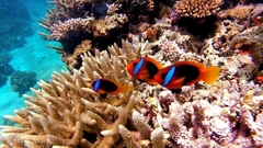 Amphiprion melanopus