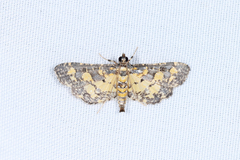 Eurrhyparodes bracteolalis