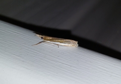 Crambus leachellus