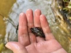 Nandus nebulosus