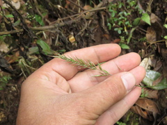 Anthoxanthum odoratum