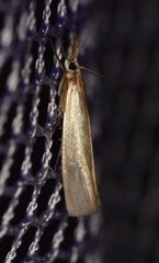 Crambus perlella