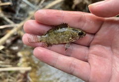 Nandus nebulosus