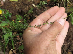 Pseudechinolaena polystachya