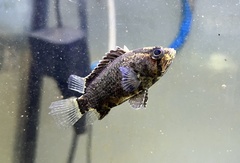 Nandus nebulosus
