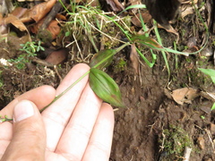 Pseudechinolaena polystachya