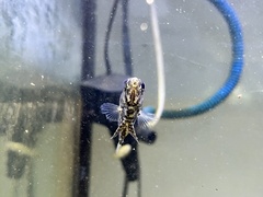 Nandus nebulosus