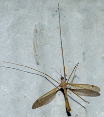 Tipulinae