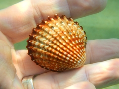 Acanthocardia echinata