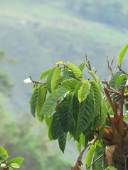 Ficus cuatrecasasiana