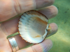 Acanthocardia echinata