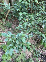 Maesa perlaria formosana