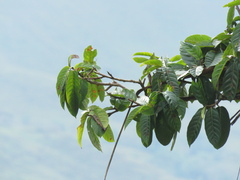 Ficus cuatrecasasiana