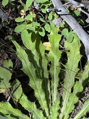 Cirsium scariosum