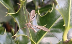 Tipula