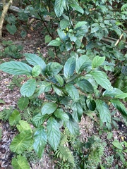 Maesa perlaria formosana