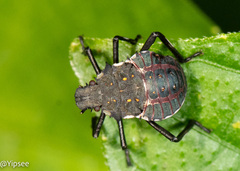 Halyomorpha halys