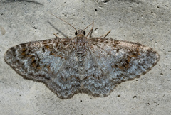 Hydrelia inornata