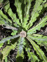 Cirsium scariosum
