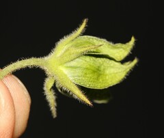 Gonolobus grandiflorus