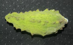 Gonolobus grandiflorus