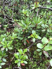 Rhododendron aureum