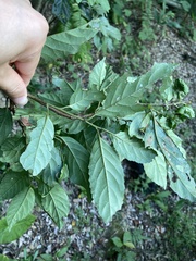 Maesa perlaria formosana