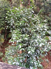 Baloghia inophylla