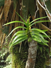 Maxillaria