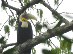 Rhyticeros undulatus