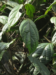 Nectandra laurel