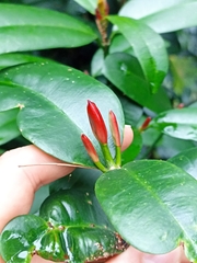 Baloghia inophylla