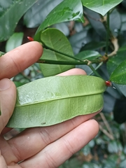 Baloghia inophylla
