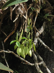 Peperomia