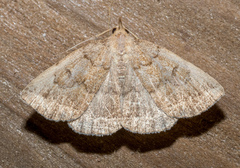 Zanclognatha jacchusalis