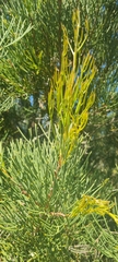 Hakea drupacea