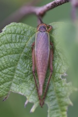 Podoscirtini