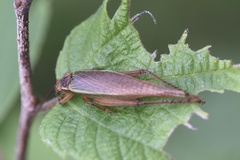 Podoscirtini