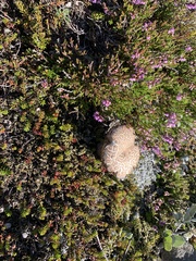 Leccinum rotundifoliae