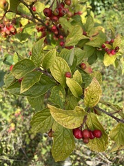 Cotoneaster rehderi