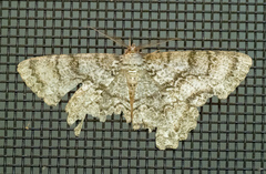 Epimecis