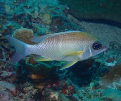 Scolopsis margaritifera