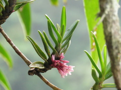 Maxillaria