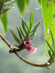 Maxillaria
