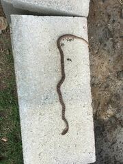 Coluber constrictor flaviventris