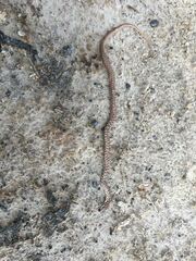 Coluber constrictor flaviventris