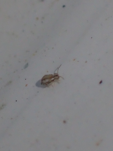 Prorastriopes lippsoni