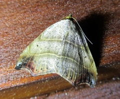 Laspeyria flexula