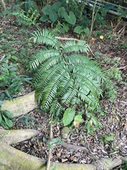 Angiopteris lygodiifolia