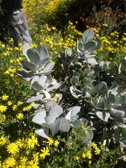 Cotyledon orbiculata
